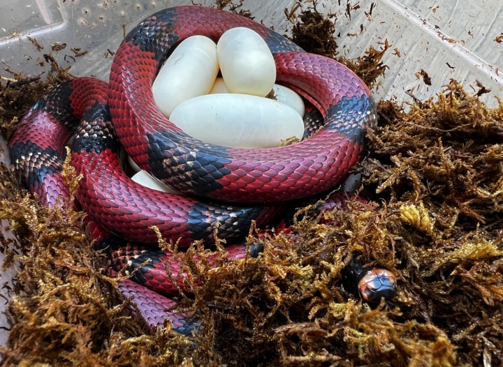 Honduran Milk Snake